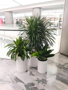 杭州湾植物出租，服务超一流，快来体验吧！